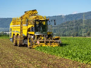 Auf dem Bio-Betrieb von Milo Stoecklin in Séprais JU wurden diesen Herbst gepflanzte anstatt gesäte Zuckerrüben geerntet.