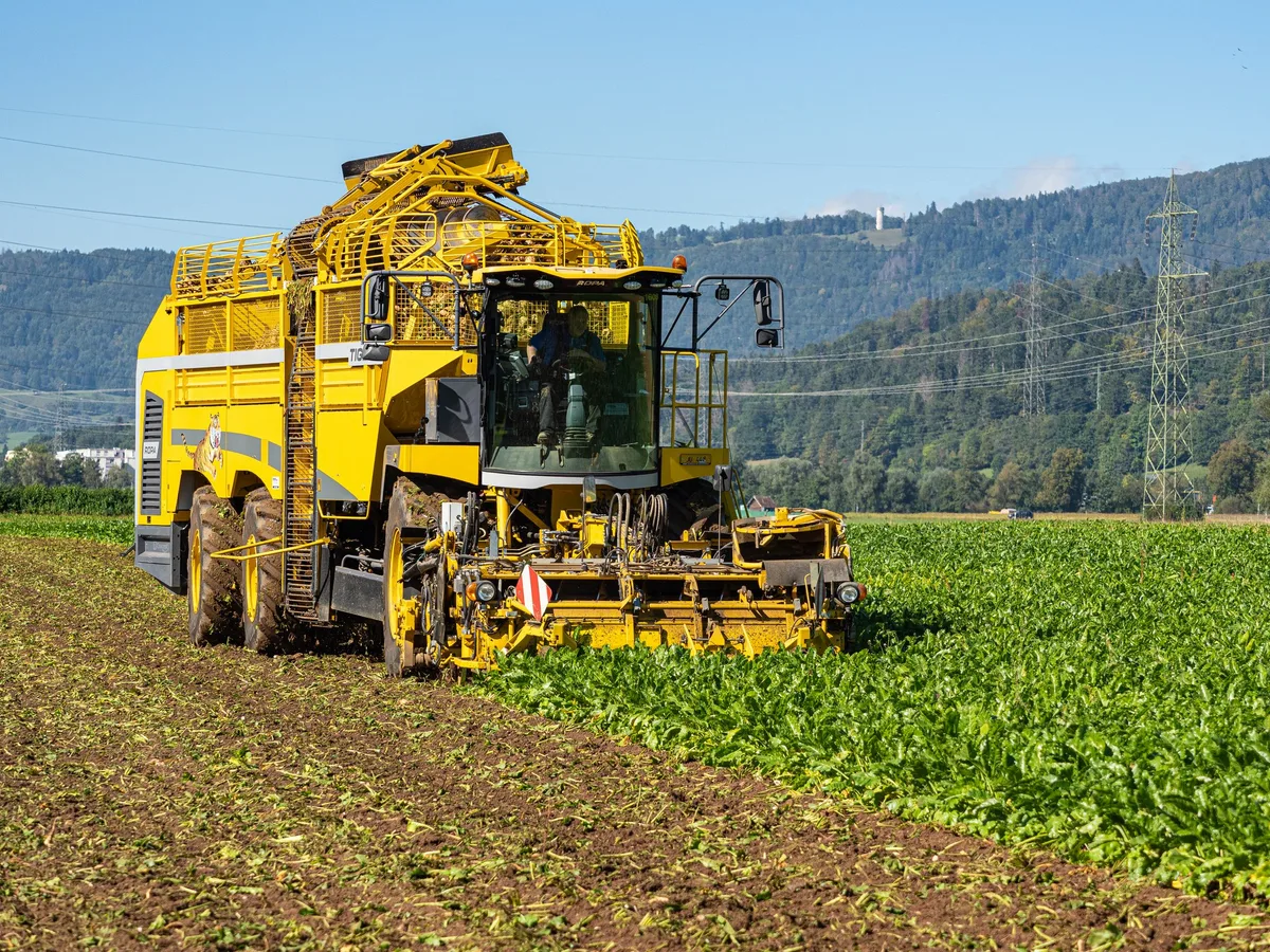 bz-bet3-47-biozuckerruebe-aew_bild «Es braucht mehr Pflanzer, um das Marktpotenzial auszuschöpfen»