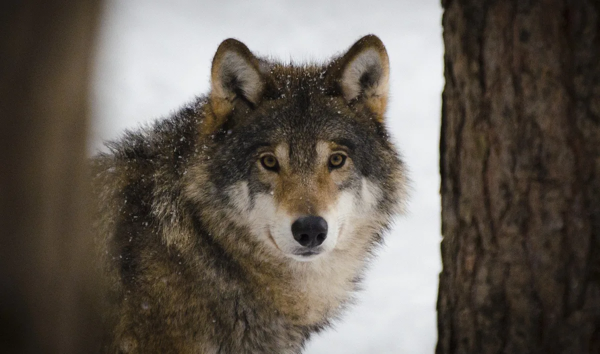 wolf-ga6950ac30_1920 Wildhüter erlegt Bündner Wolf wegen Gefährdung von Menschen