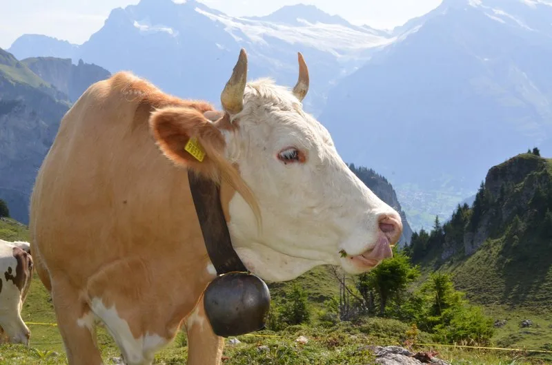 97d838ee1da380c5e8962d831e43e31b366da024 Um die Alpen als Lebens-, Wirtschafts-, Natur- und Erholungsraum zu erhalten, sprachen sich die Länder zudem für einen nachhaltigen Tourismus und für den Erhalt der Berglandwirtschaft aus. (Bild Aline Küenzi)