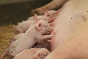 Die Aufnahme von Kolostrum in ausreichender Menge und Qualität ist das A und O für die Ferkelgesundheit und das gesamte Schweineleben.