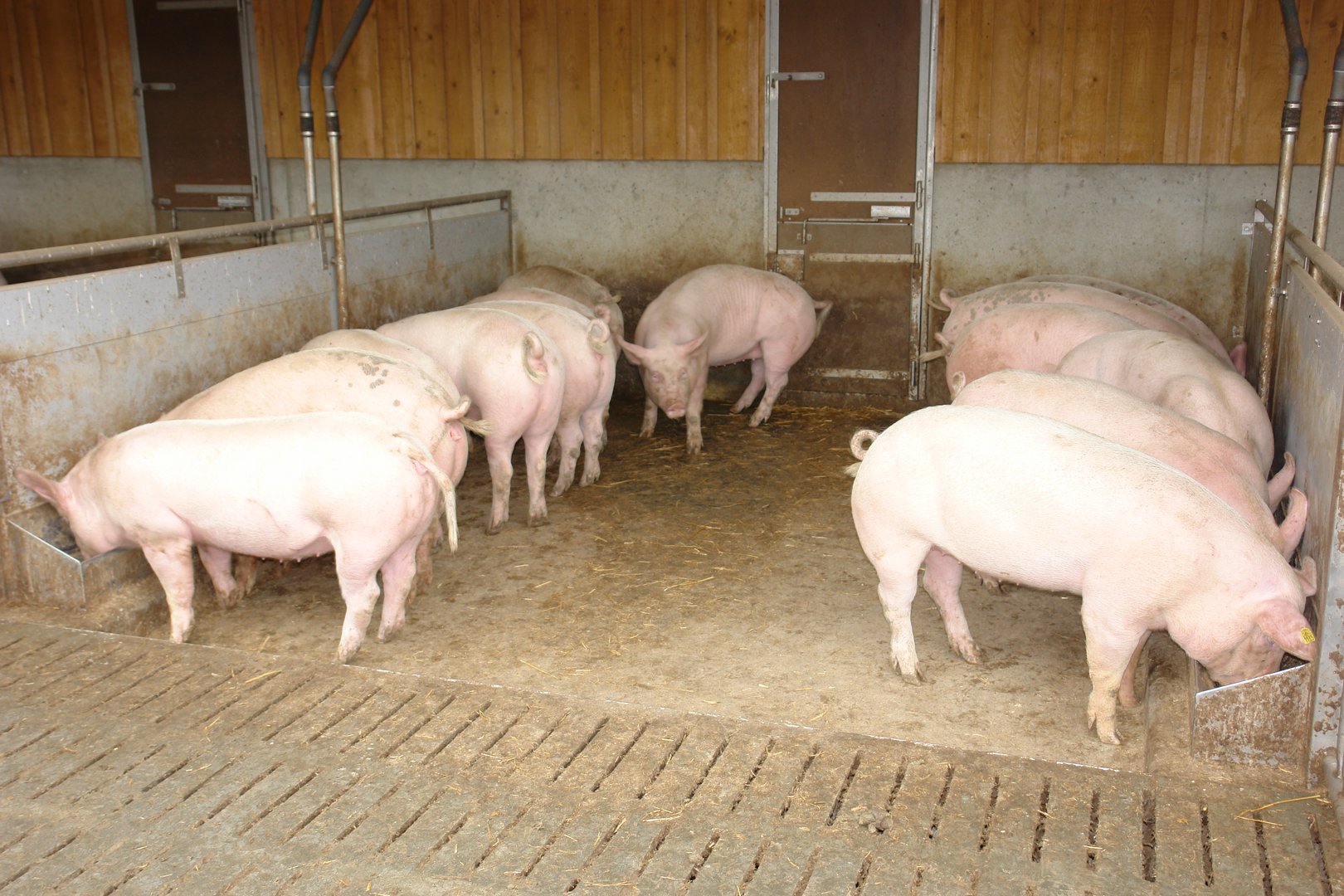 Schweinegesundheit: Was gilt es bei der Verfütterung von Nebenprodukten an Schweine zu beachten?