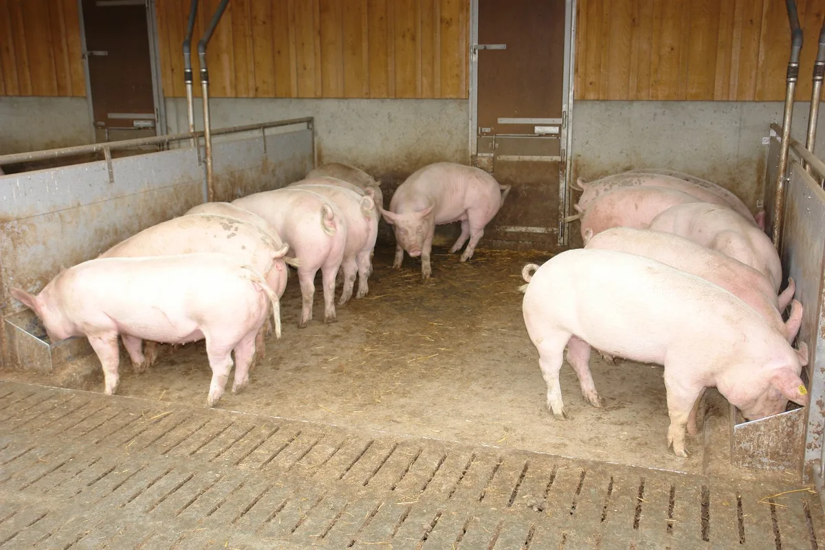 Fachmann_06_aem Schweinegesundheit: Was gilt es bei der Verfütterung von Nebenprodukten an Schweine zu beachten?