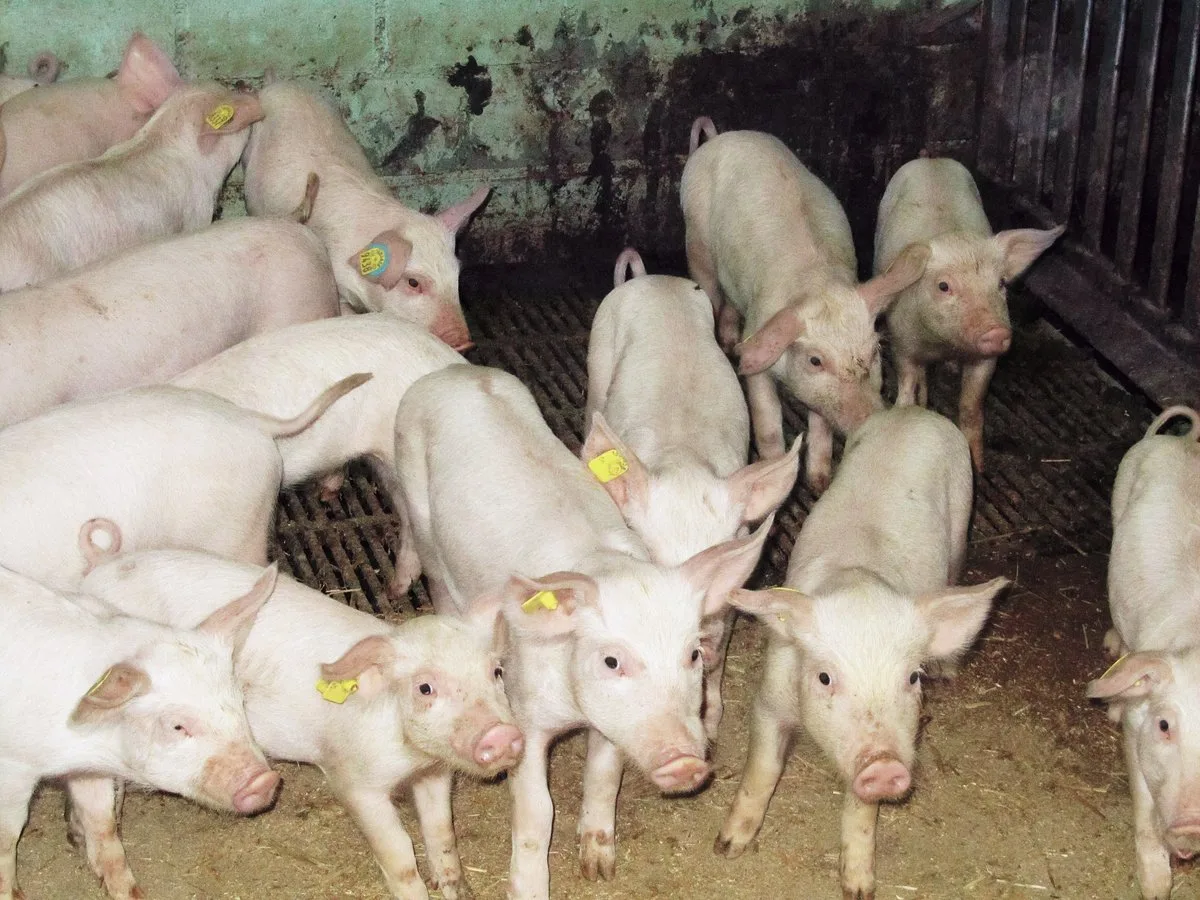 e1d96387791172767ada6ba2c4af44da99ba3792 Coli-Bakterien sind die häufigsten Durchfall-Erreger bei Jagern. Coli-Durchfall kann bei den Tieren zu eingefallenen Flanken führen, die Tiere sind je nach Schweregrad stark ausgetrocknet. Bild: SGD