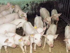 Coli-Bakterien sind die häufigsten Durchfall-Erreger bei Jagern. Coli-Durchfall kann bei den Tieren zu eingefallenen Flanken führen, die Tiere sind je nach Schweregrad stark ausgetrocknet. Bild: SGD