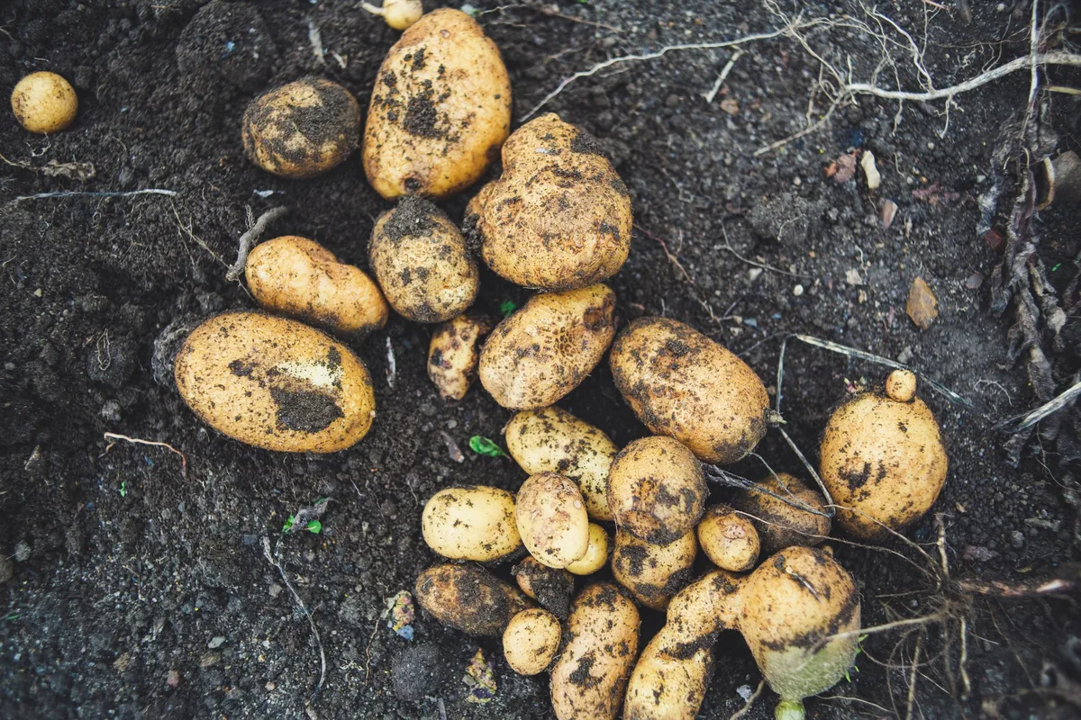 markus-spiske-484GsKrL5r8-unsplash Die Frühkartoffeln entwickeln sich prächtig