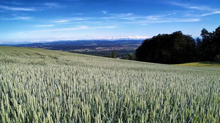 707e2b1aebbbc7be74742675d46ac3a622ca7477 Es gibt immer mehr grosse Betriebe: 2018 entfielen auf die Betriebe mit mehr als 30 Hektaren 47% der landwirtschaftlichen Nutzfläche (496 100 ha). Zum Vergleich: 1980 waren es 14%. (Bild Pixabay)