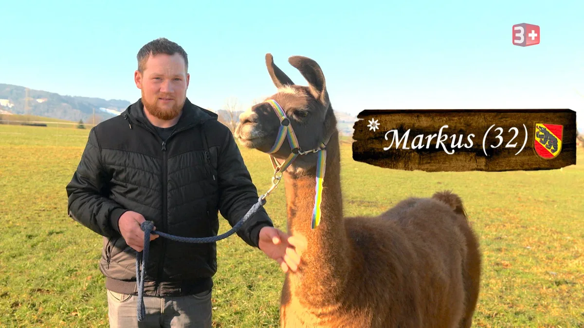 «Bauer, ledig, sucht ...»-Kandidat Markus geht es wie seinen Lamas - er hält sich manchmal lieber etwas zurück