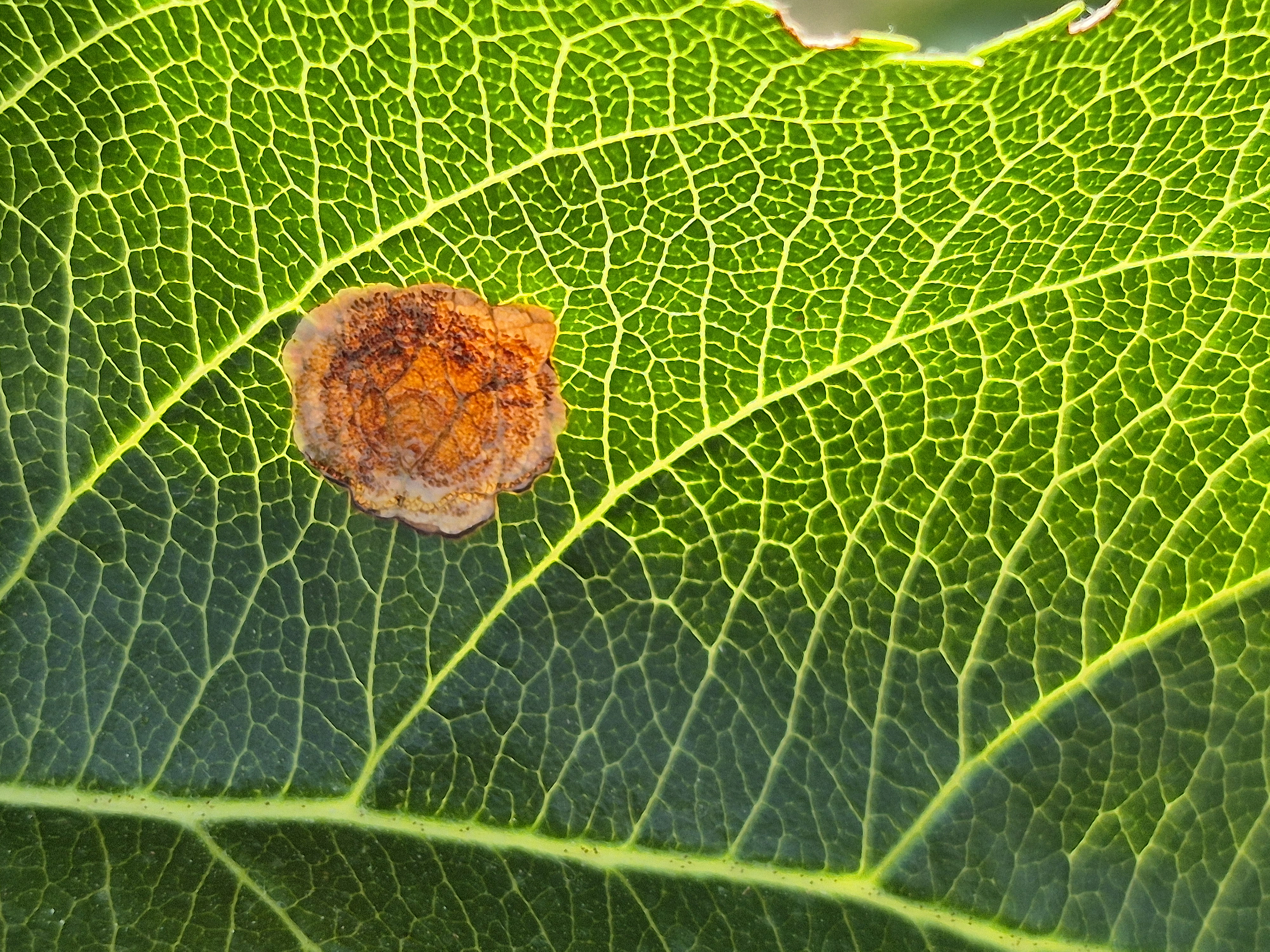 Klimawandel und der Rückzug von Insektiziden fördern das Auftreten von
Nebenschädlingen. Hier hat zum Beispiel die Miniermotte ein Apfelblatt befallen.