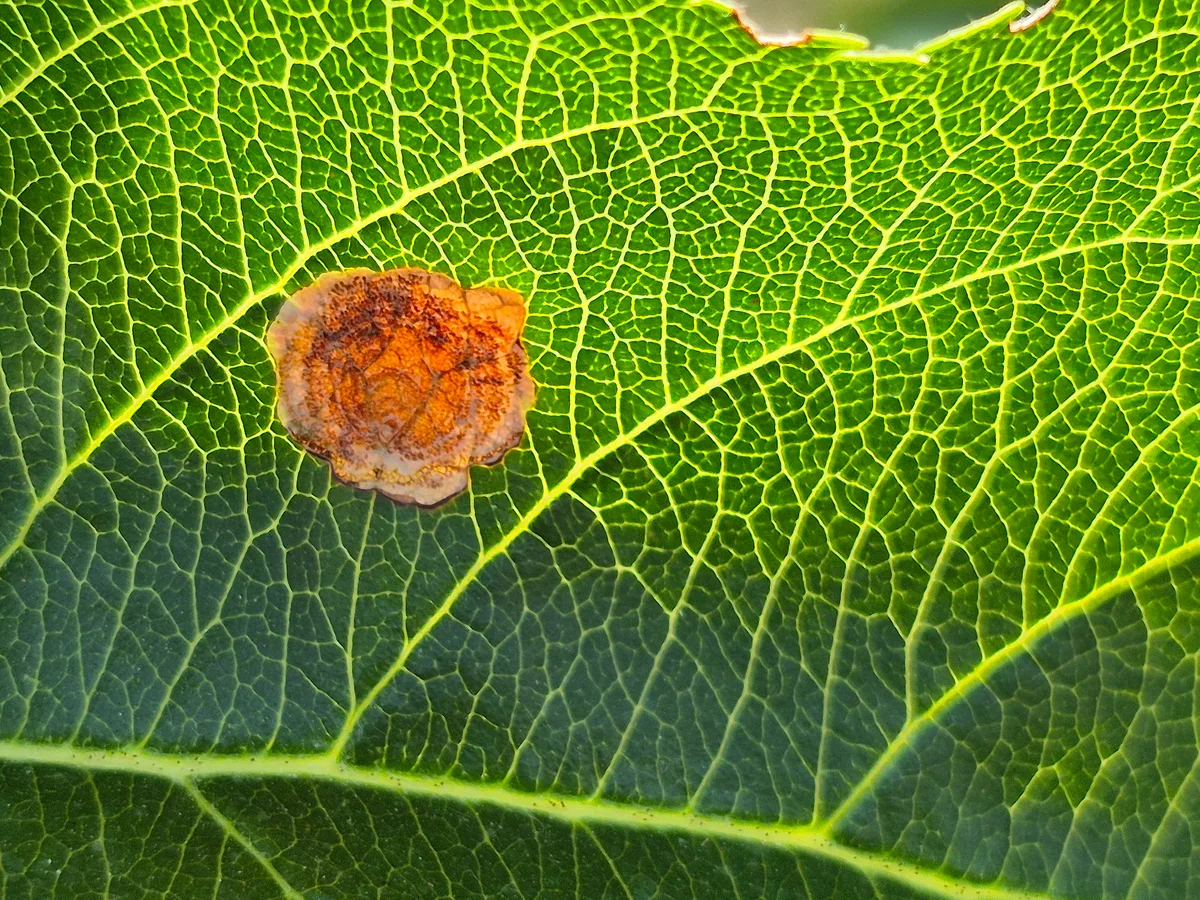 DG-2026-11-FA-ObstSchaedlinge-bearbeitet Klimawandel und der Rückzug von Insektiziden fördern das Auftreten von
Nebenschädlingen. Hier hat zum Beispiel die Miniermotte ein Apfelblatt befallen.