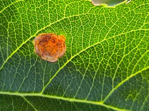 Klimawandel und der Rückzug von Insektiziden fördern das Auftreten von
Nebenschädlingen. Hier hat zum Beispiel die Miniermotte ein Apfelblatt befallen.
