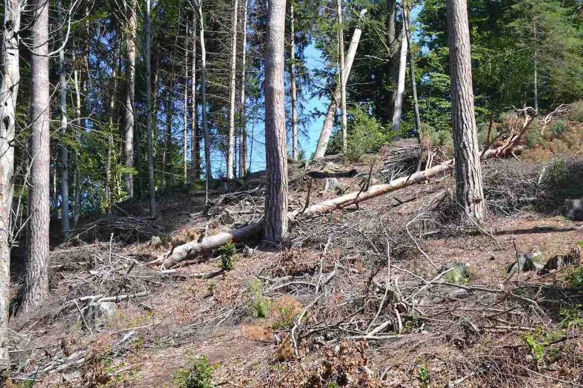 42b673db0a49cb0f613e34e66ea10dde689eed10 Unachtsamkeit und Trockenheit (Bild aus der Schweiz, 2019), sorgen in Russland für massive Waldbrände. (Symbolbild jsc)