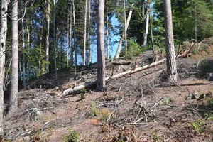 Unachtsamkeit und Trockenheit (Bild aus der Schweiz, 2019), sorgen in Russland für massive Waldbrände. (Symbolbild jsc)