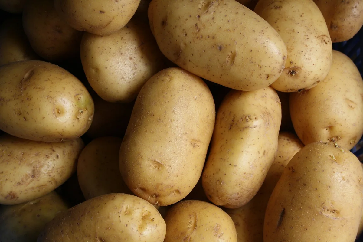 Bei den Frühkartoffeln bleibt die Devise: so früh wie möglich