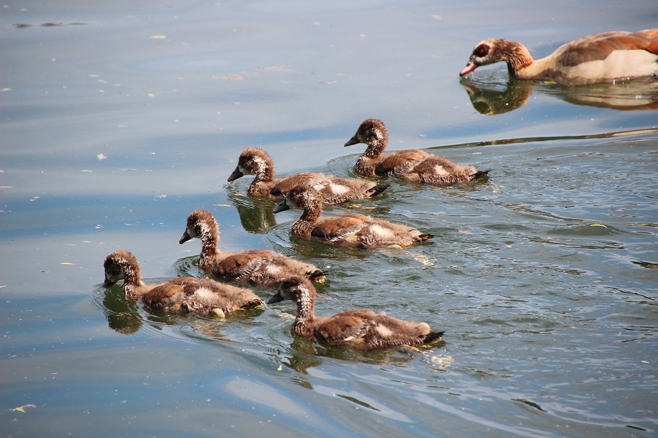 Die Nilgans stellt als Einwanderer und Verdränger einheimischer Wasservögel im Kanton Luzern ein Problem dar. (Symbolbild freegreatpicture.com)