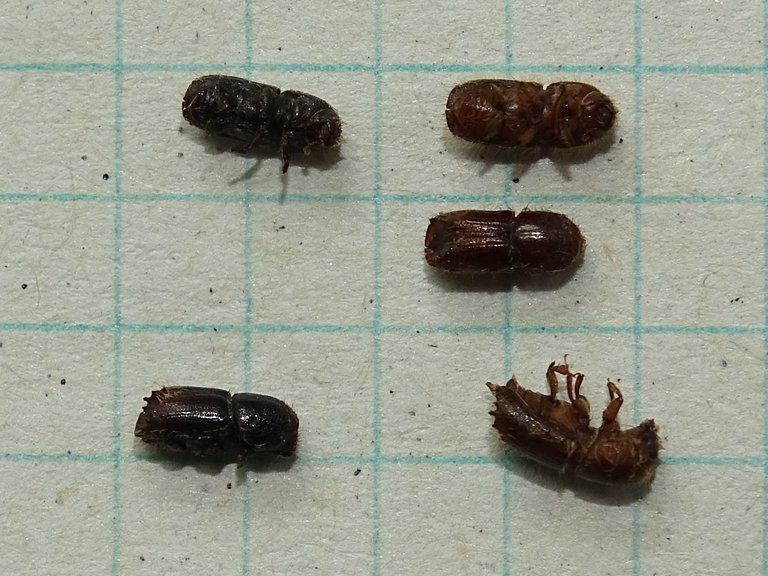 Die beiden schwarzen Buchdrucker links haben überwintert, die drei braunen Borkenkäfer rechts stammen aus der ersten neuen Generation 2018. (Thomas Gelbhaar/Oberforstamt AI)
