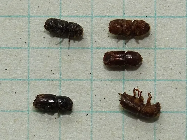 f8ce4b6ddedcc418715119850b8cd61680c04f5b Die beiden schwarzen Buchdrucker links haben überwintert, die drei braunen Borkenkäfer rechts stammen aus der ersten neuen Generation 2018. (Thomas Gelbhaar/Oberforstamt AI)