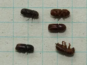 Die beiden schwarzen Buchdrucker links haben überwintert, die drei braunen Borkenkäfer rechts stammen aus der ersten neuen Generation 2018. (Thomas Gelbhaar/Oberforstamt AI)