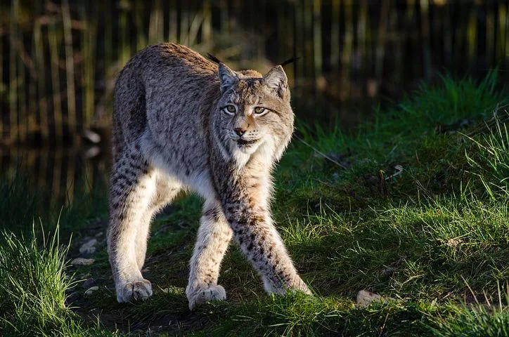 f9c29c038f1effaf3735e49abaf96447095b360e Ein Luchs soll am Niesen elf Schafe gerissen haben. (Bild pixabay)