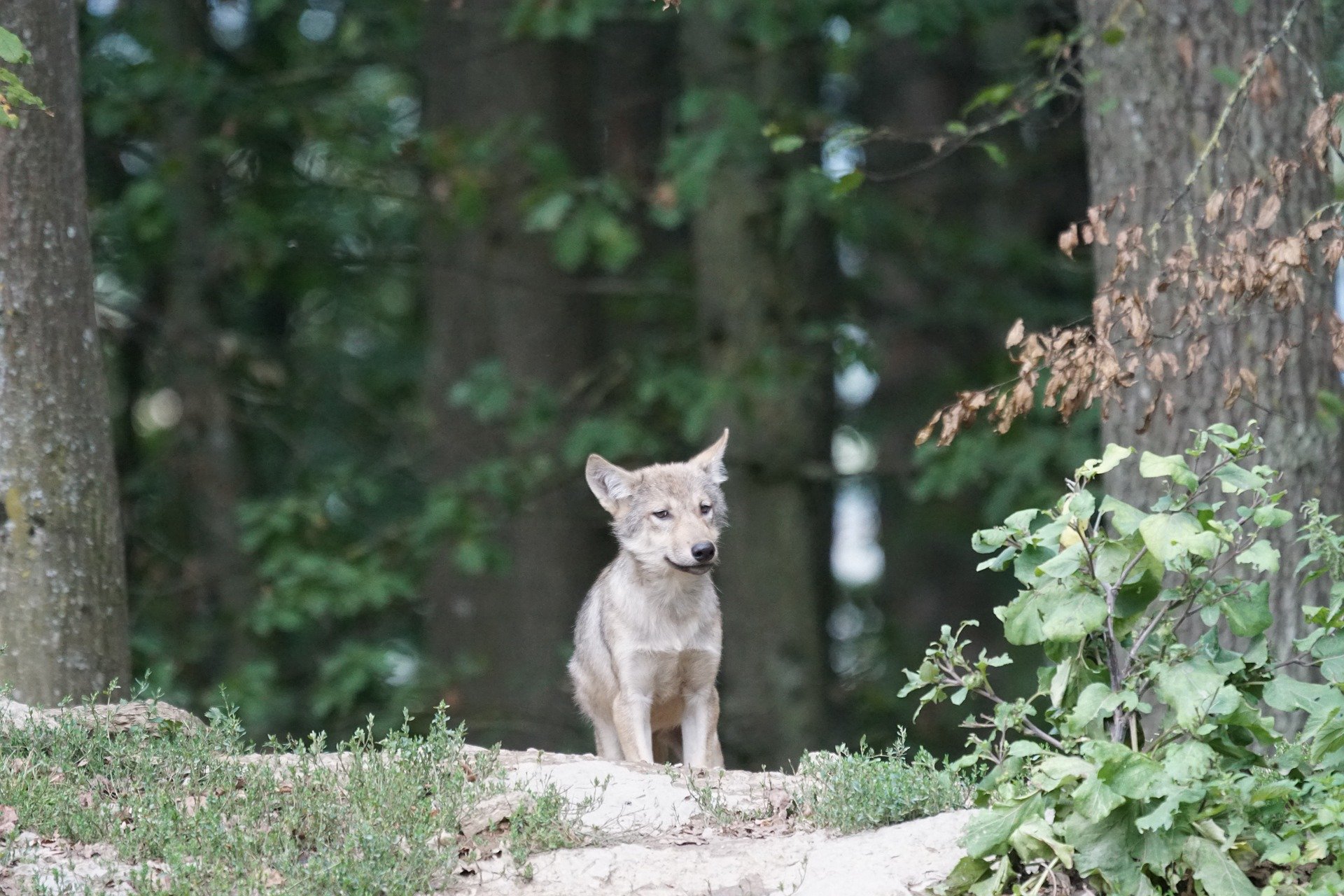 Die Welpen wurden von einer Videofalle in der Region Marchairuz erfasst. (Bild Marcel Langthim/pixabay)