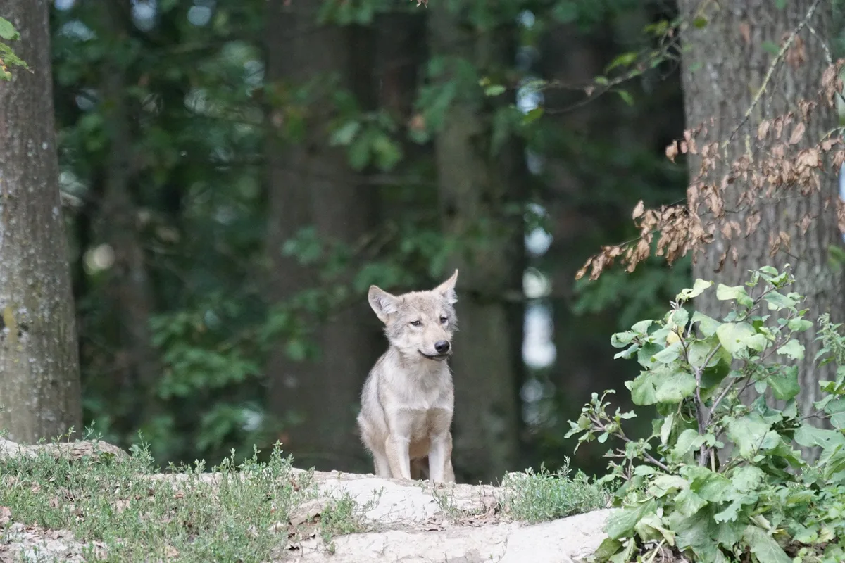 6b356992b6b8b1b31c7341e9a43fa60ba5fb7a21 Die Welpen wurden von einer Videofalle in der Region Marchairuz erfasst. (Bild Marcel Langthim/pixabay)
