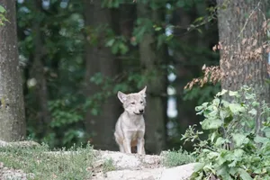 Die Welpen wurden von einer Videofalle in der Region Marchairuz erfasst. (Bild Marcel Langthim/pixabay)