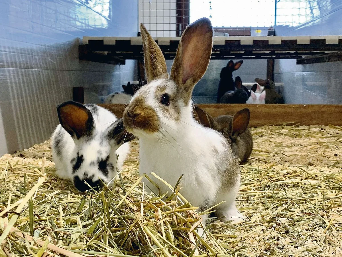 Trotz hohen Tierwohlstandards stellen Infektionskrankheiten und Tierverluste in der professionellen Schweizer Kaninchenproduktion ein erhebliches Problem dar. Das ist eine von vielen Erkenntnissen aus der Doktorarbeit von Julia Schwarz.