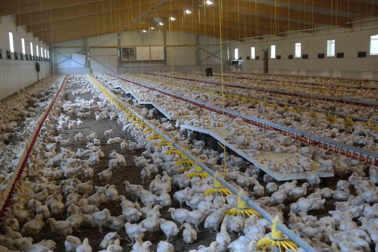 Mehr als die Hälfte des untersuchten deutsche Hähnchenfleisches enthält Antibiotika-resistente Erreger. (Bild lid/Josef Kottmann)