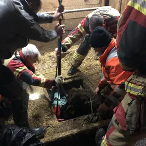 Die Kuh ist wohlauf. (Bilder Feuerwehr Stadt Bern)