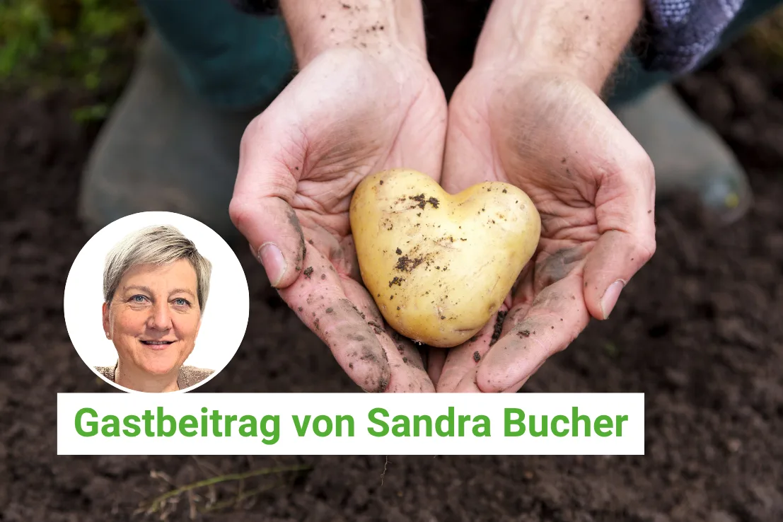 Artikel Gastbeitrag BauZ – Artikel BauZ Gastbeitrag Unsere Kolumnistin Sandra Bucher liebt Kartoffeln, hilft bei Freunden bei der Ernte mit und mag auch das Drumherum bei der Arbeit auf dem Acker.
