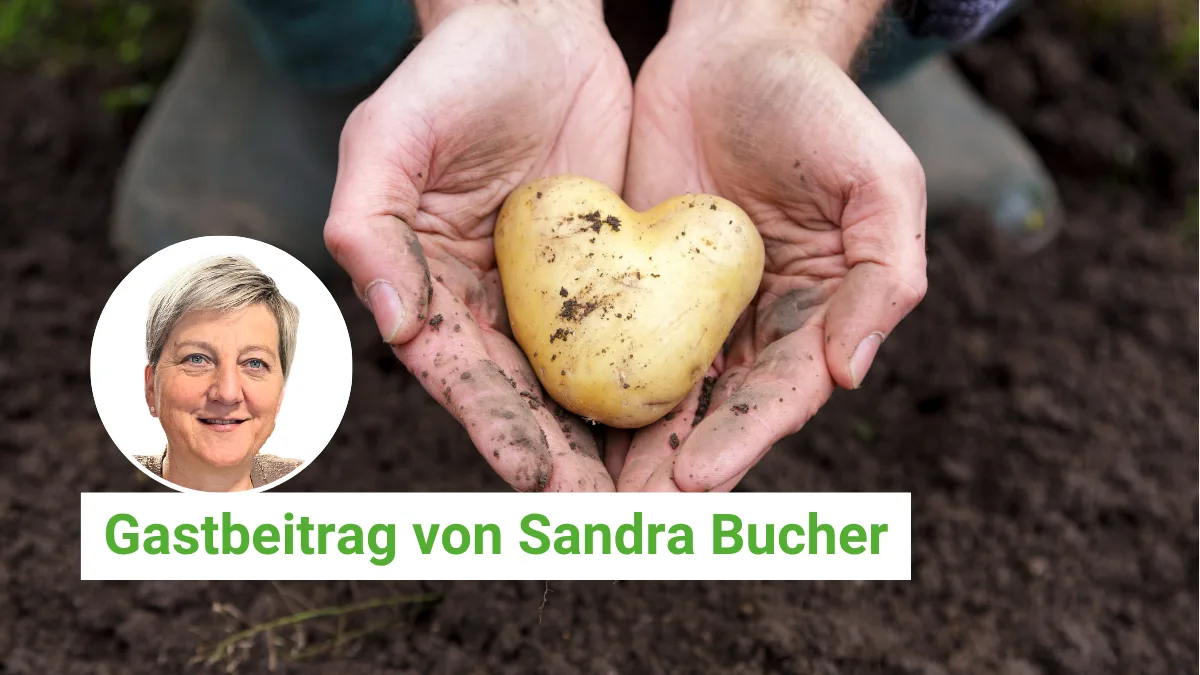 Artikel Gastbeitrag BauZ – Artikel BauZ Gastbeitrag Unsere Kolumnistin Sandra Bucher liebt Kartoffeln, hilft bei Freunden bei der Ernte mit und mag auch das Drumherum bei der Arbeit auf dem Acker.
