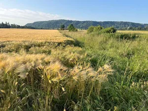Im Ackerland sind Brachen und Säume ergänzt mit niedrigen Buschgruppen besonders
wertvoll zur Förderung der typischen Vogelarten des Kulturlands.