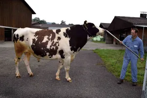 Christian Schwegler präsentiert den Red Holsteinstier Plattery Destry Rusty. (Bild Peter Fankhauser)