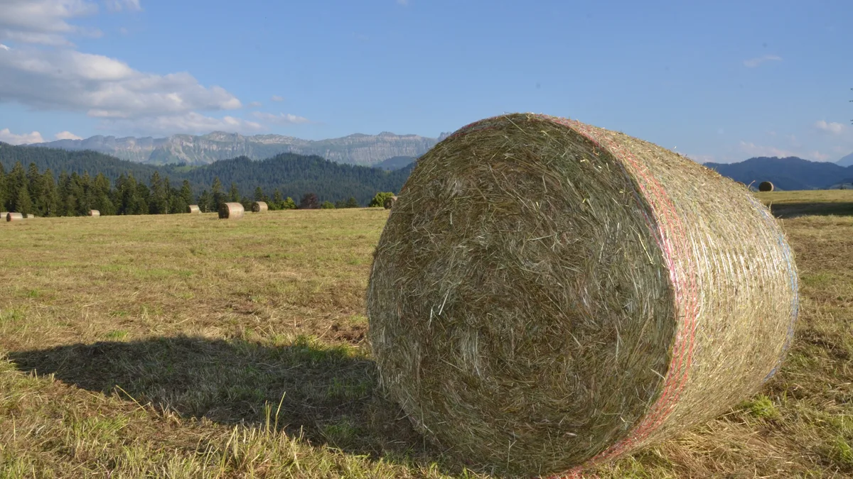 Heuballen auf Feld im Berner Oberland, Kanton Bern Wer jetzt Heu aus dem Ausland kauft, sollte ein Blick auf unseriöse Angebote werfen. Nur eine Anzahlung machen, wenn wirklich Vertrauen da ist.
