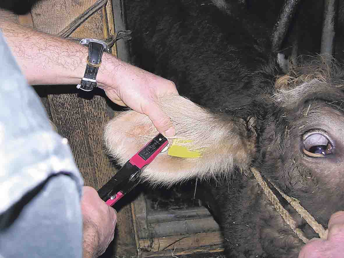 Die Bekämpfung ist noch nicht fertig: Auch nächstes Jahr sollen mögliche BVD-Kälber eruiert werden.  (Bild Peter Fankhauser)