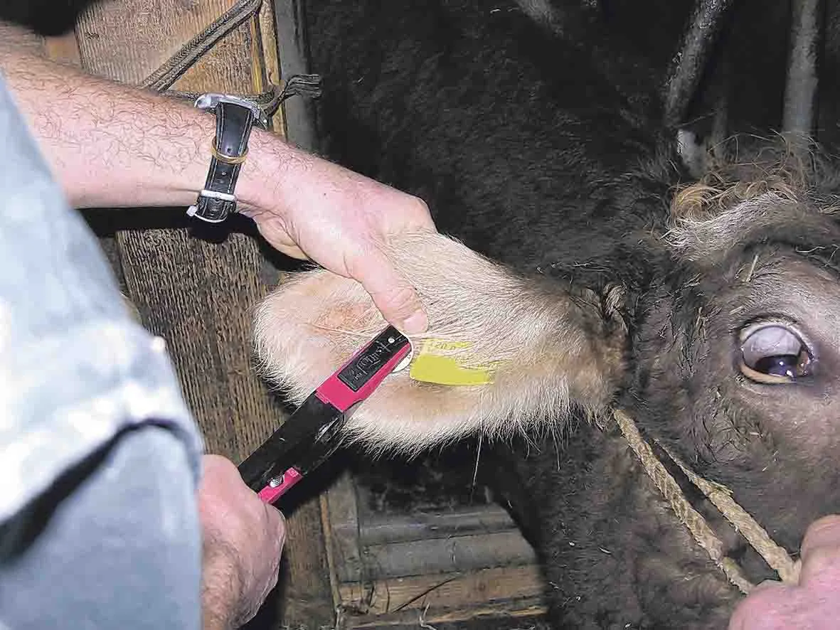 57b8863204bfa76baa265188b9ebc581268f2bf5 Die Bekämpfung ist noch nicht fertig: Auch nächstes Jahr sollen mögliche BVD-Kälber eruiert werden. (Bild Peter Fankhauser)