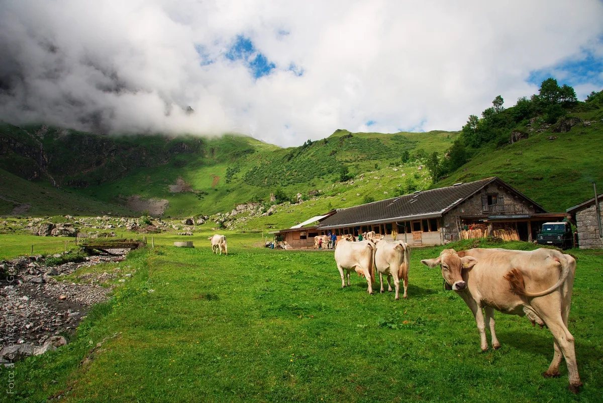Alpgeschichten