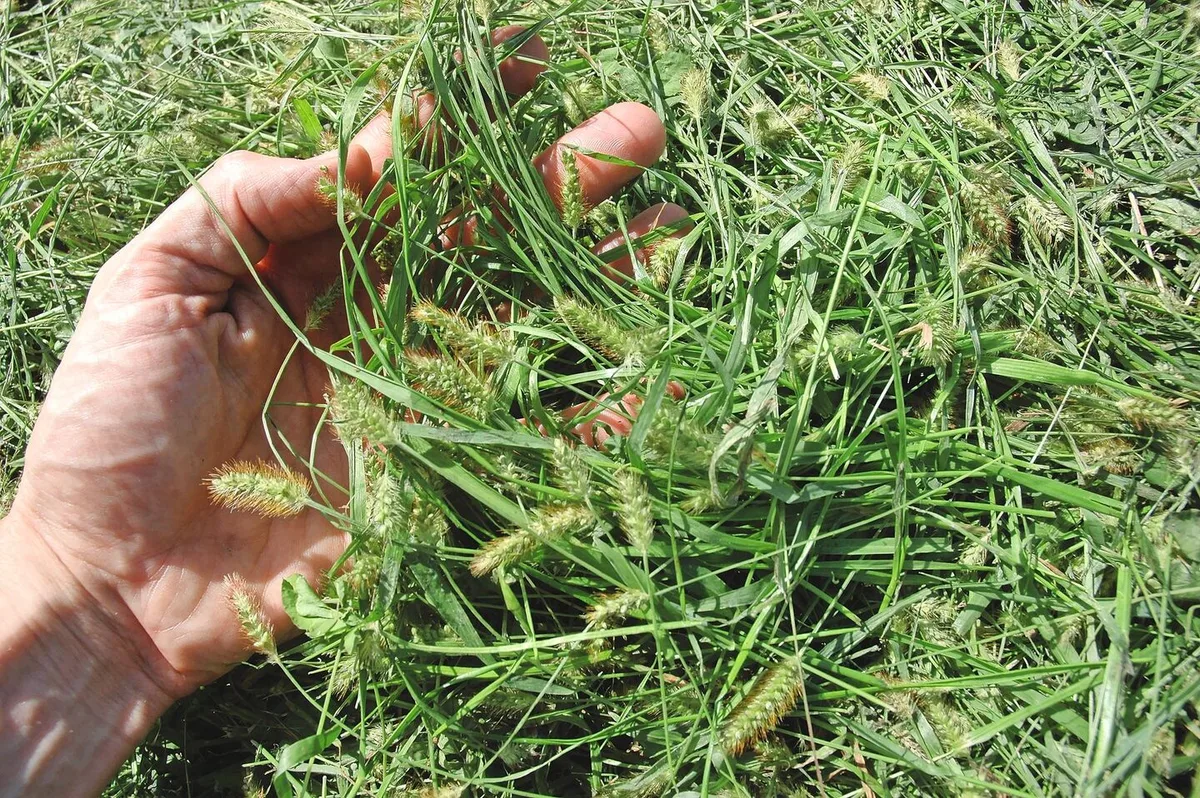 Ein sauberer Schnitt zahlt sich aus: Zu kurze Wiesen öffnen der Borstenhirse Tür und Tor – eine höhere Schnitthöhe stärkt die Futtergräser.