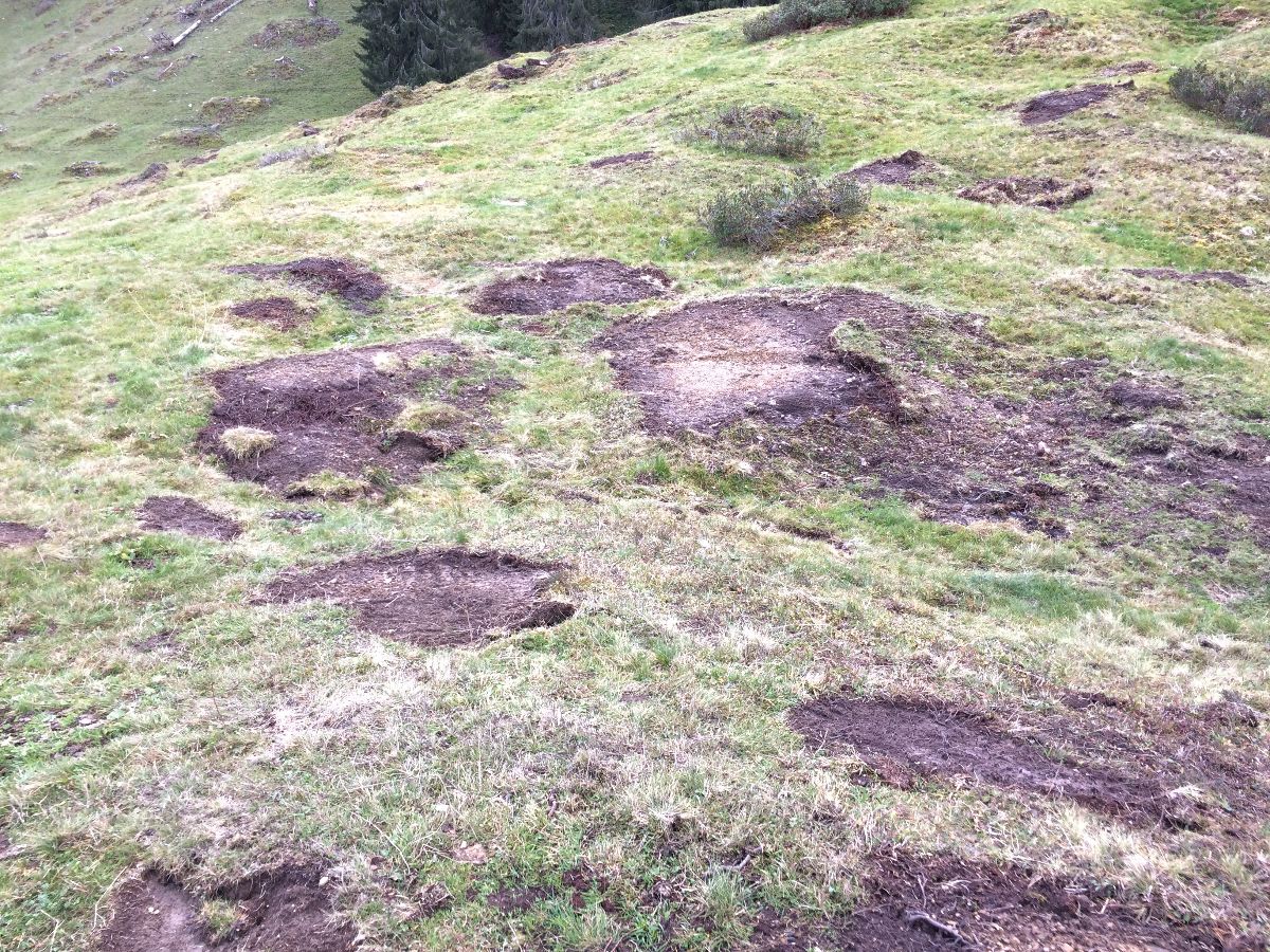 Pro Natura warnt vor Biodiversitätsschäden durch Mulchen in den Alpen