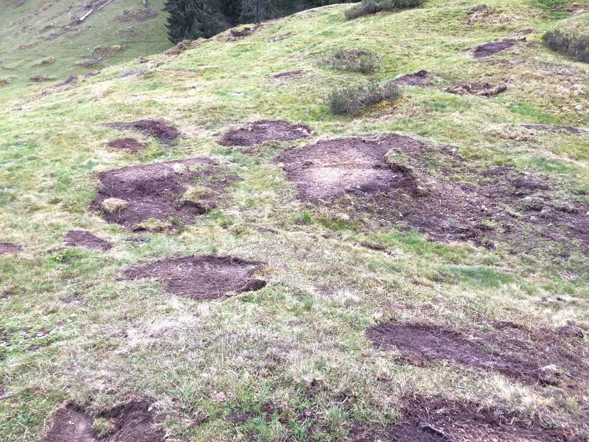 Mulchen_Alp_proNatura Pro Natura warnt vor Biodiversitätsschäden durch Mulchen in den Alpen