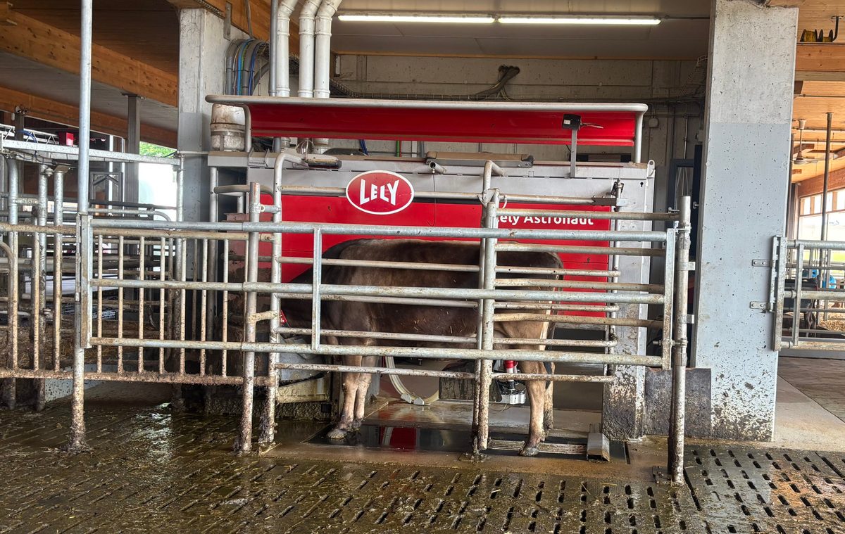Besamung, Trächtigkeit, Tankmilch: Ab November kennt der Lely-Roboter ...