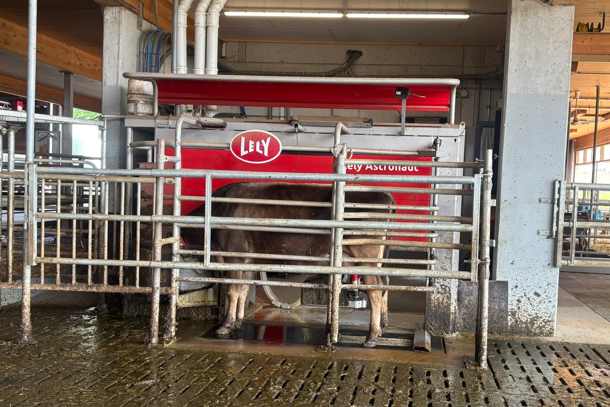 Lely-Melkroboter-2.jpg Ab November weiss der Lely-Roboter mehr, nämlich: Besamungen, Resultate von Trächtigkeitsuntersuchungen sowie die Resultate der theoretischen Tankmilch aus der Milchleistungsprüfung.