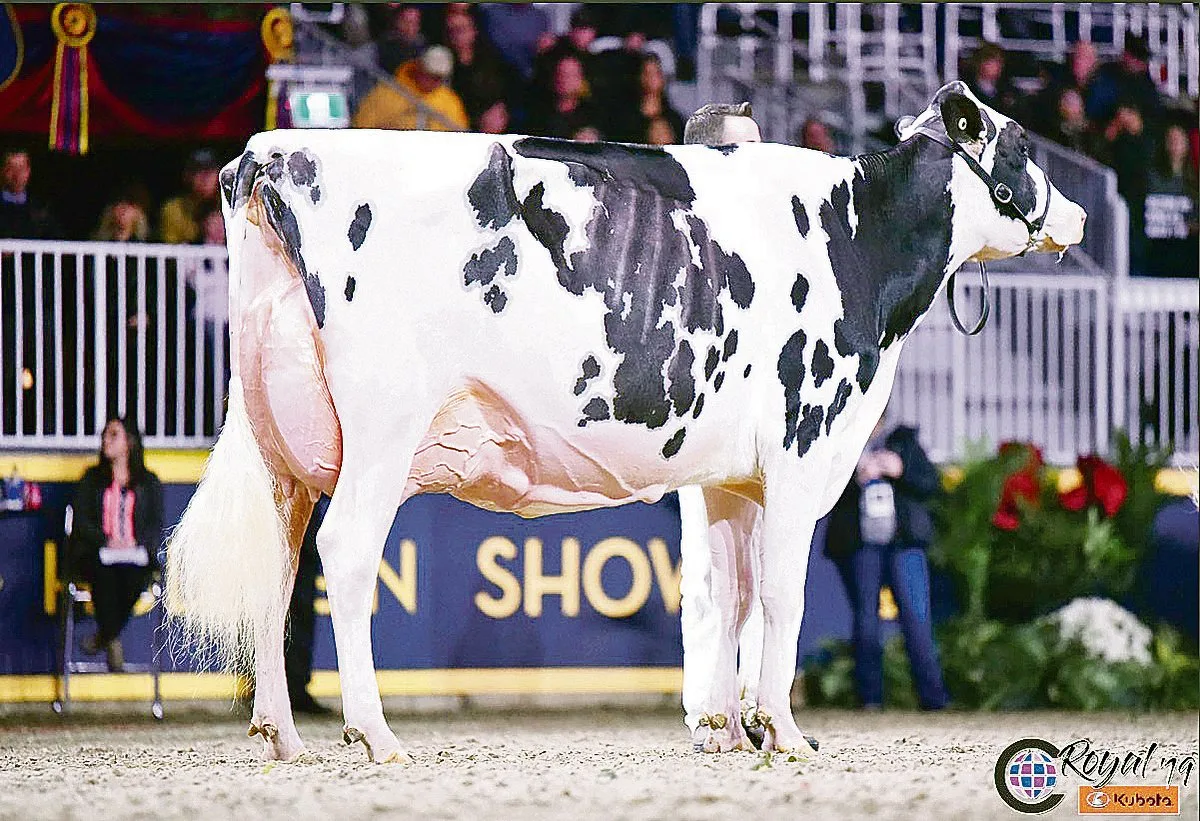 e769c2ffcdd3e282da7025edf64a7bdea9b8e471 Idee Windbrook Lynzi wurde Holstein-Champion.