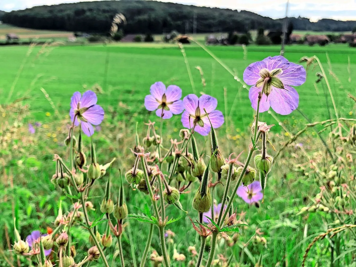 Was genau zu tun ist, um die Biodiversität in der Schweiz wirksam zu fördern, sorgt weiterhin für Diskussionen.