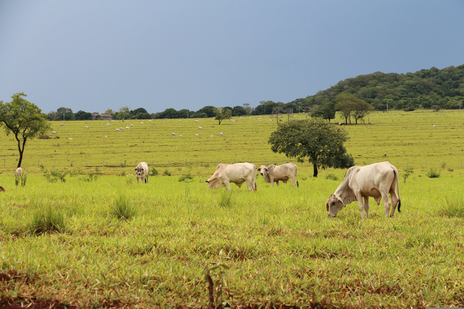 Das Mercosur-Abkommen überschreitet rote Linien: Der SBV verlangt 110 Millionen Franken