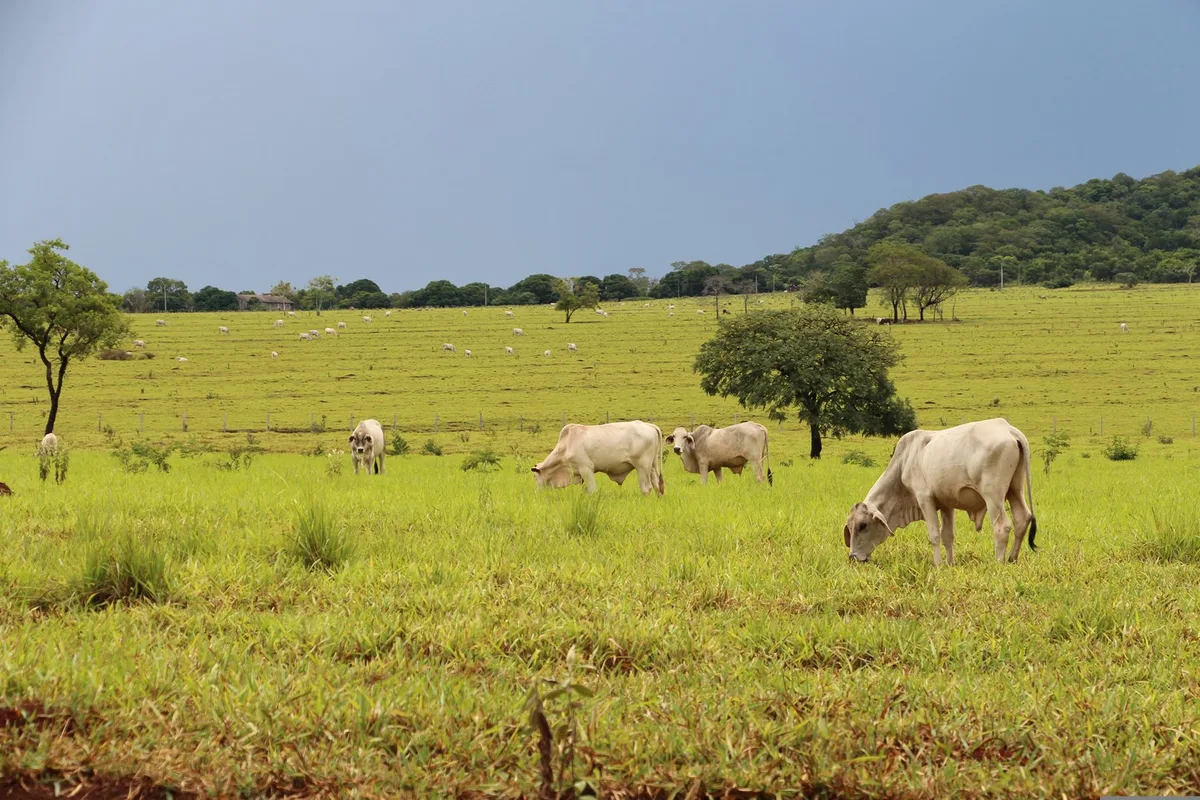 Rinder_Brasilien Das Mercosur-Abkommen überschreitet rote Linien: Der SBV verlangt 110 Millionen Franken