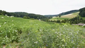 Blühstreifen haben auch in Zuckerrüben ein grosses Potenzial. Aufgrund des Gauchoverbots wird die gezielte Nützlingsförderung unabdingbar.(Bild zVg)