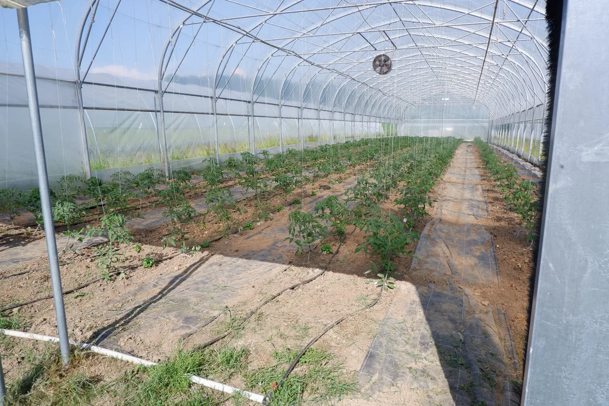 Tomaten Gewächshausfläche nimmt stetig zu