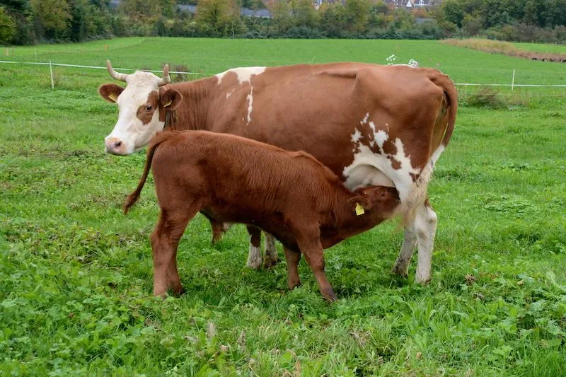 30780c22f8825a3656645f098d6107f33b3278cc In der mutter- und ammengebunden Kälberaufzucht müsse man die Tiere täglich beobachten, betont das FiBL. (Bild FiBL/Thomas Alföldi)