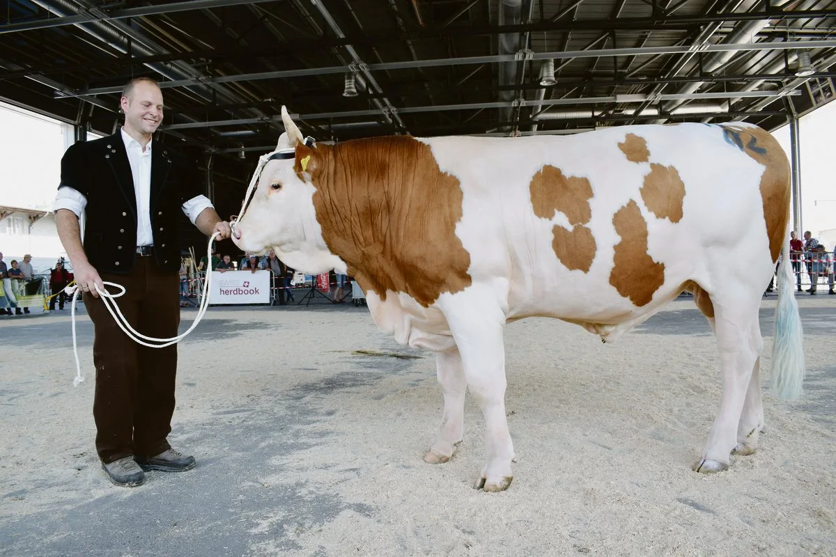 d31c92714d4fccc8aab145aaf64392eef3b969ad Der fabelhafte Simmentaler Famos von Samuel Siegenthaler, Amsoldingen, wird seinem Namen gerecht und wird Mister (Bild). Am Dienstagvormittag gewann bei den SI-Stierkälbern Tarius von André und Markus Mosimann, Toffen. (Bild BauZ/dj)